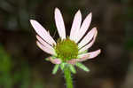 Tennessee purple coneflower